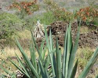 Sisal Fiber Structure and Production Process