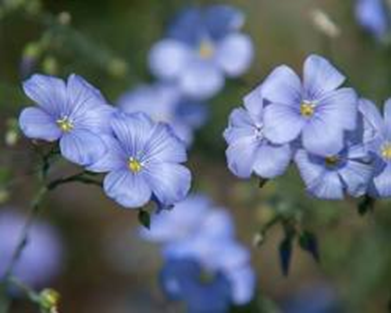 Flax Fiber